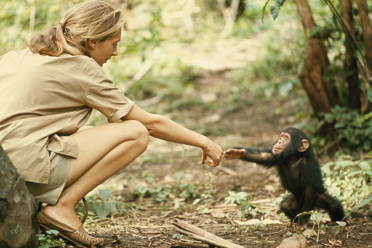 Gombe, Tanzania - Jane Goodall and infant chimpanzee reach out to touch each other&#039;s hands. (National Geographic Creative/ Hugo Van Lawick)