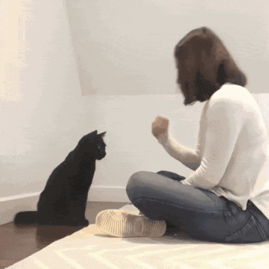 GIF animé