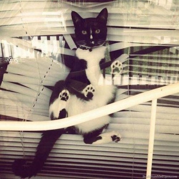 Die lustigsten Fails der Woche: Katzen in Jalousien