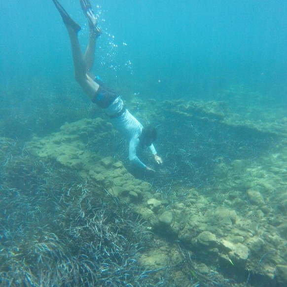 Les fouilles sont conduites en snorkeling.