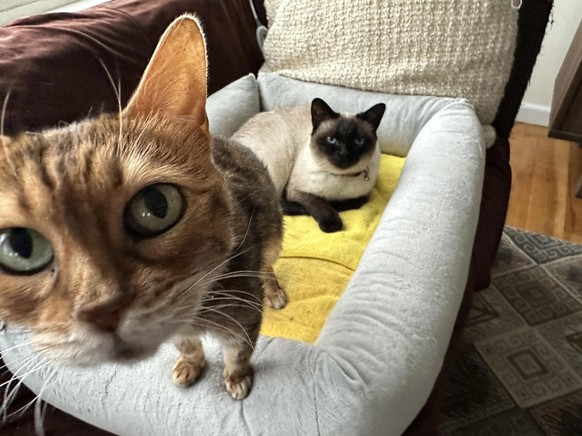 cute news tier katzen

https://www.reddit.com/r/cats/comments/16ane6z/comment/jzainth/?utm_source=share&amp;amp;utm_medium=web2x&amp;amp;context=3