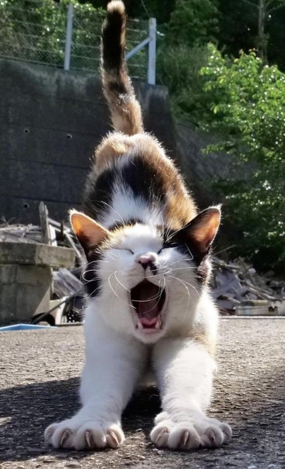 cute news tier katze

https://ch.pinterest.com/pin/129689664263740572/