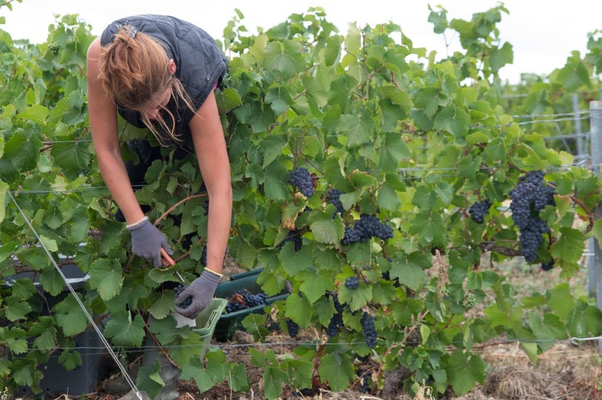 HAUTVILLERS, FRANCE - AUGUST 30: The manual harvesting of grapes takes place on August 30, 2018 in Hautvillers, France. The 2018 harvest, (vendange) has started earlier than usual this year with the i ...