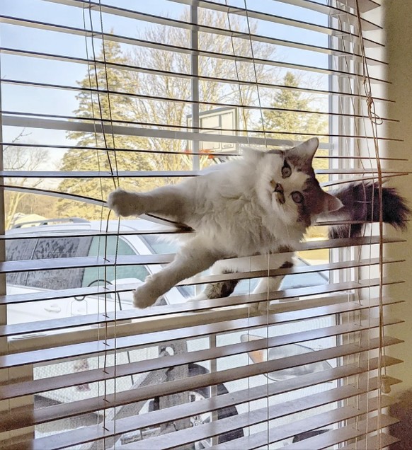 Die lustigsten Fails der Woche: Katzen in Jalousien
