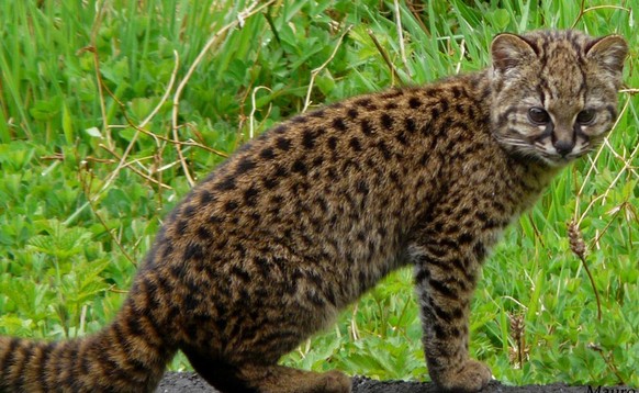 cute news tier chilenische wildkatze kodkod