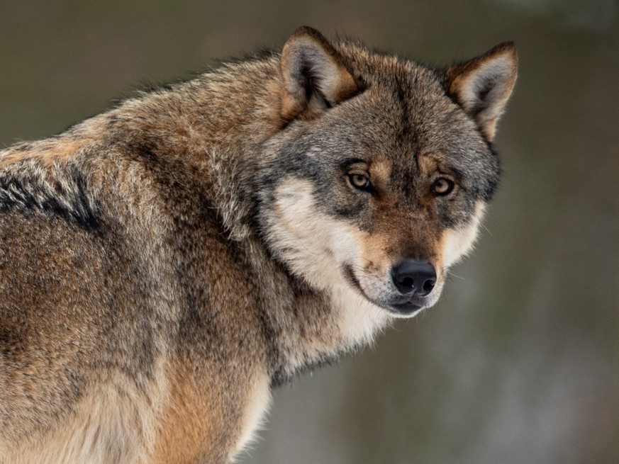 En décembre 2023, les défenseurs de la nature avaient obtenu que leur recours ait un effet suspensif. Ils estimaient que les autorités grisonnes ne respectaient pas le principe de proportionnalité et  ...
