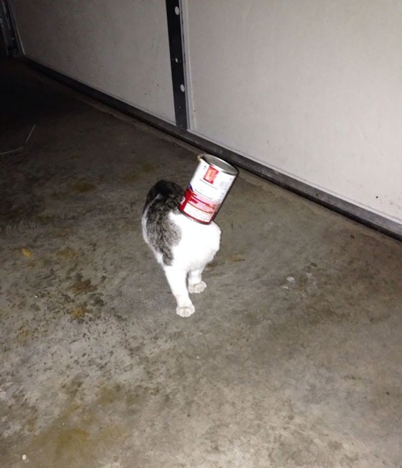 cute news tier katze

https://old.reddit.com/r/cats/comments/1rg2fk/my_idiot_cat_got_her_head_stuck_in_a_can/