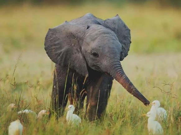 linda noticia animal elefante https://www.reddit.com/r/Elephants/comments/180kseq/a_baby_elephant_feeding_egrets/