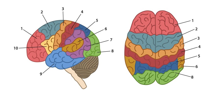 Le cortex somato-sensoriel reçoit des infos provenant de la surface du corps par l'intermédiaire de neurones. Il correspond à la zone numéro 4 sur l'image.