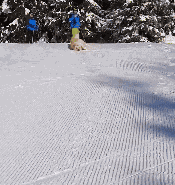 GIF animé