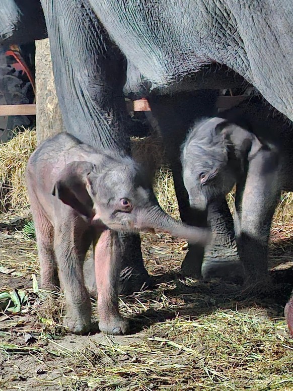 Rare naissance d&#039;éléphants jumeaux en Thaïlande.