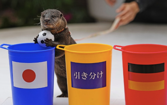 Tayio, une loutre à la truffe aiguisée