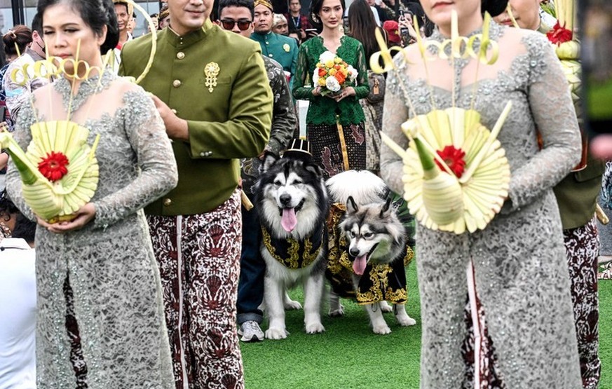 Un somptueux «mariage» de chiens fait polémique en Indonésie