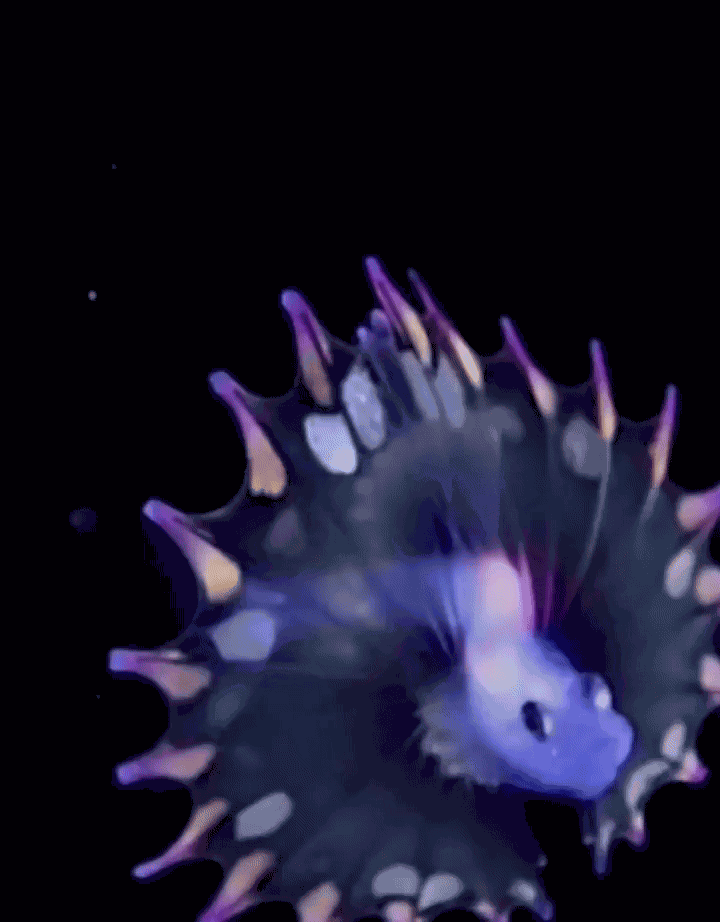 GIF animé