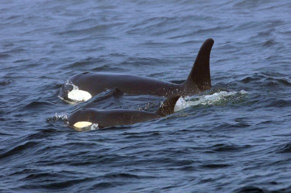 FILE - Southern Resident killer whale J50 and her mother, J16, swim off the west coast of Vancouver Island near Port Renfrew, B.C. on Aug. 7, 2018. Teams searched Thursday, Sept. 13, 2018, for the sic ...