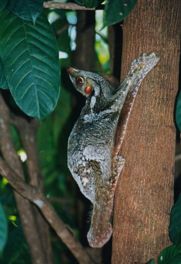 cute news tier colugo riesengleiter