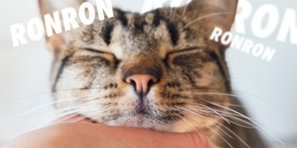 Le mystère du ronronnement des chats enfin expliqué