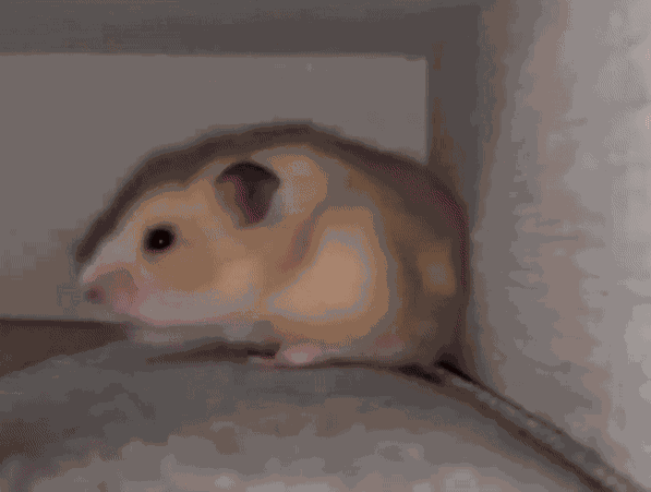 GIF animé