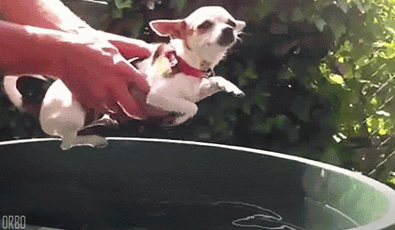 GIF animé