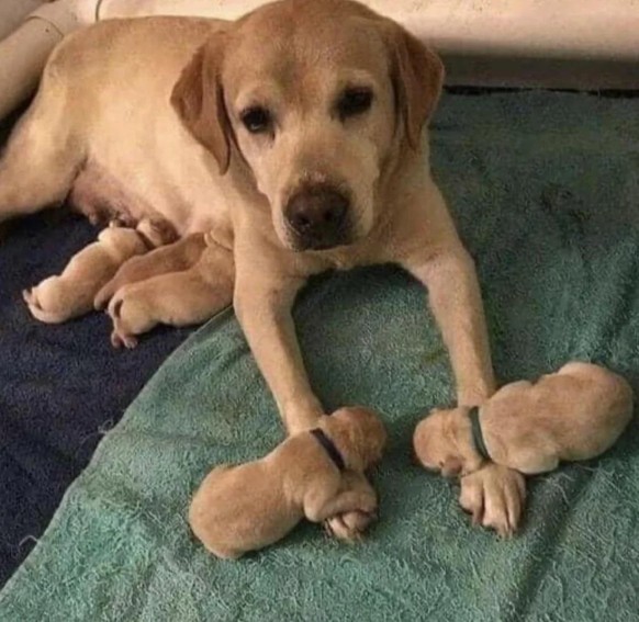 cute news tier hund

https://www.reddit.com/r/AnimalsBeingSleepy/comments/1b7k4wr/mom_hasnt_moved_since_two_of_her_babies_fell/