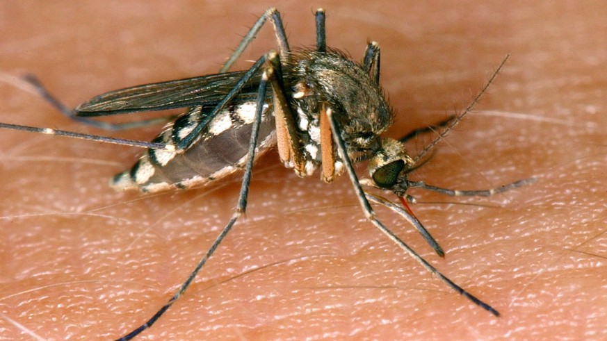 ARCHIV - 30.08.2002, Sachsen-Anhalt, Magdeburg: Eine M�cke saugt Blut aus der Haut. Seit 2018 sind in Sachsen-Anhalt 81 Infektionen mit dem West-Nil-Virus bei Tieren festgestellt worden. In zw�lf F�ll ...
