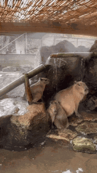 GIF animé
