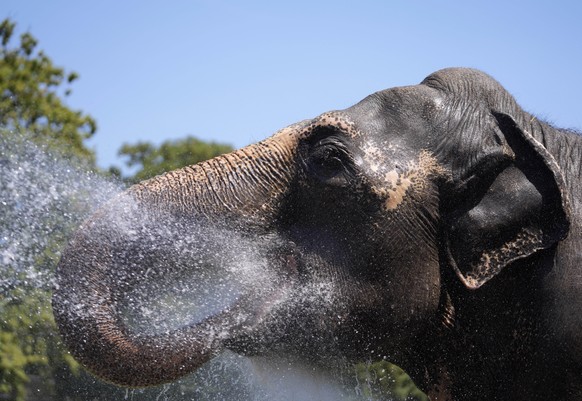 An animal keeper sprays a jet of water on a elephant at the Belgrade zoo, Serbia, Saturday, July 23, 2022. Hot weather has set in with temperatures rising up to 39 Celsius (102,2 Fahrenheit) in Serbia ...