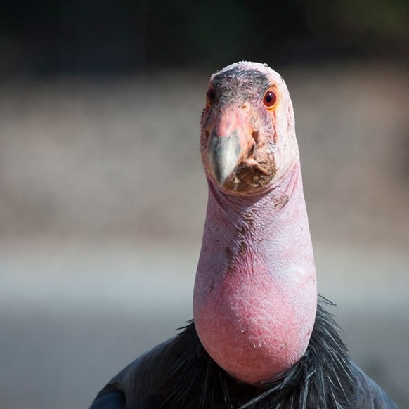 On avait déjà parlé du Condor. Il a sa place dans tous les classements des êtres vivants n'ayant pas gagné le gros lot à la loterie du «BG» de l'Univers.