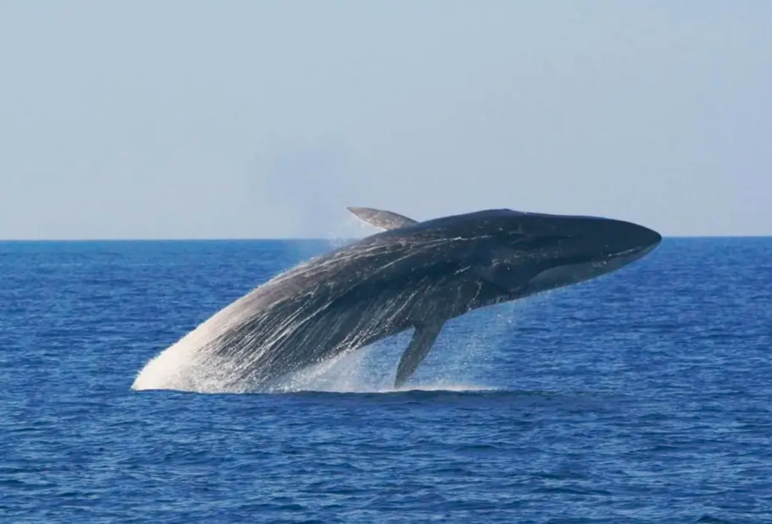 Un rorqual commun, c&#039;est ça