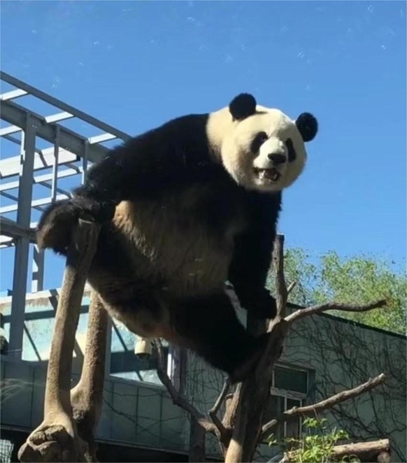 cute news tier panda

https://www.reddit.com/r/FunnyAnimals/comments/1csb5ml/kung_fu_panda_for_real/