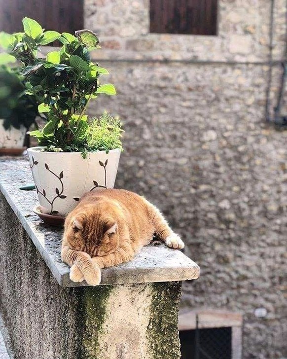 cute news tier katze

https://imgur.com/gallery/i-hate-mondays-TwYdt7H#/t/aww