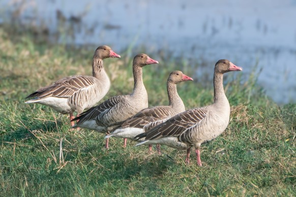 La Suisse en alerte après un cas de grippe aviaire à Vinelz.
