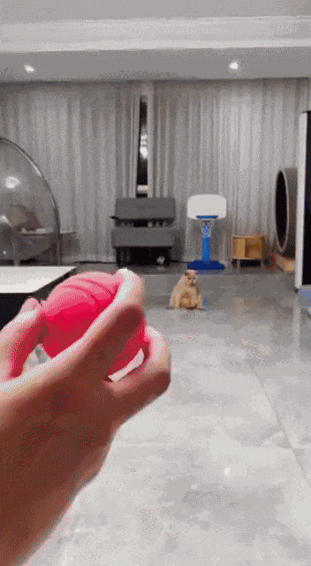 GIF animé