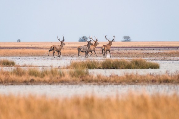 Des cervidés sur l&#039;île de Djarylhatch.