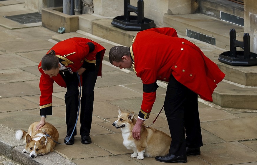The royal corgis await the cortege on the day of the state funeral and burial of Britain&#039;s Queen Elizabeth, at Windsor Castle, Monday, Sept. 19, 2022. (Peter Nicholls/Pool Photo via AP)