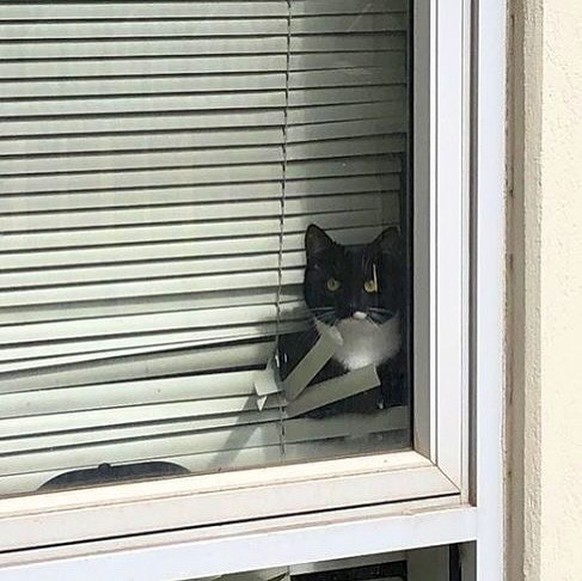 Katzen, die Storen zerstören: Die lustigsten Fails der Woche