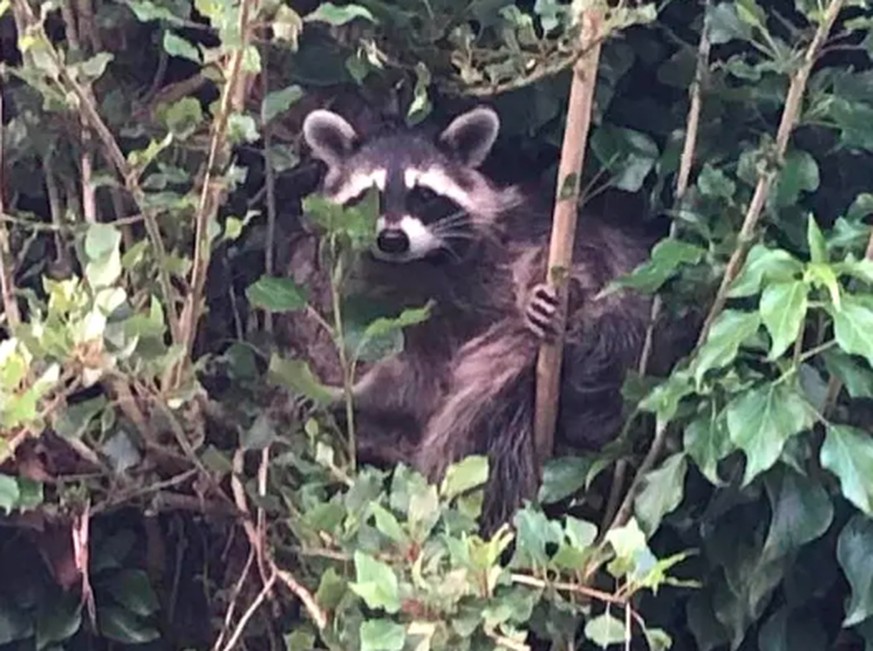 Ce raton-laveur est adorable, mais la Suisse veut sa peau