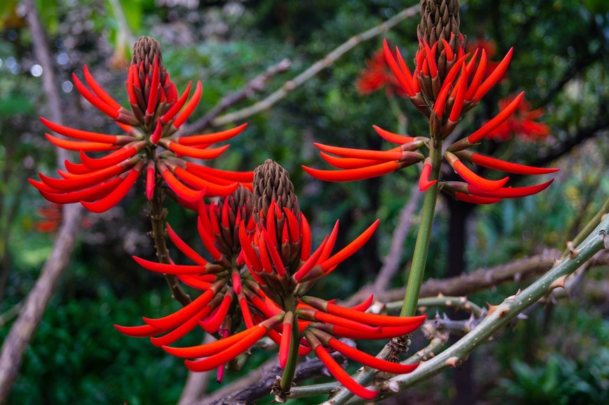 Erythrina speciosa.