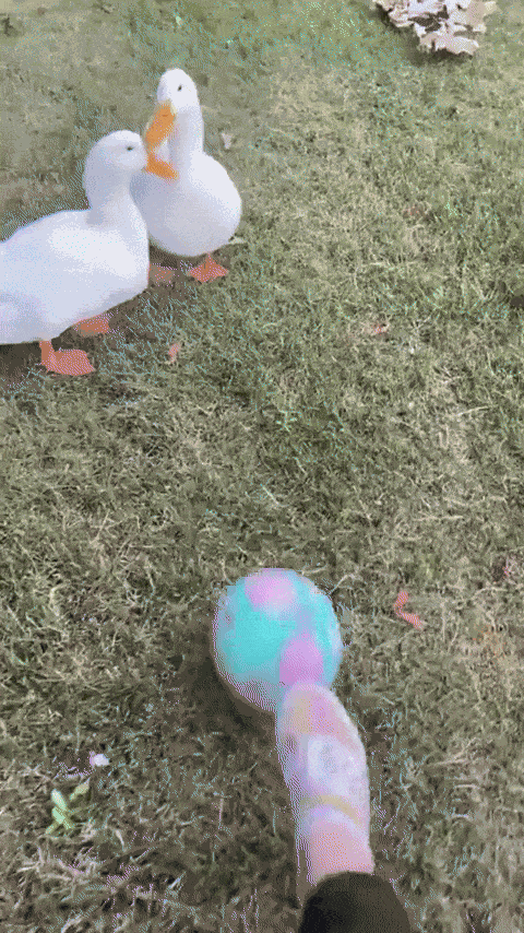 GIF animé