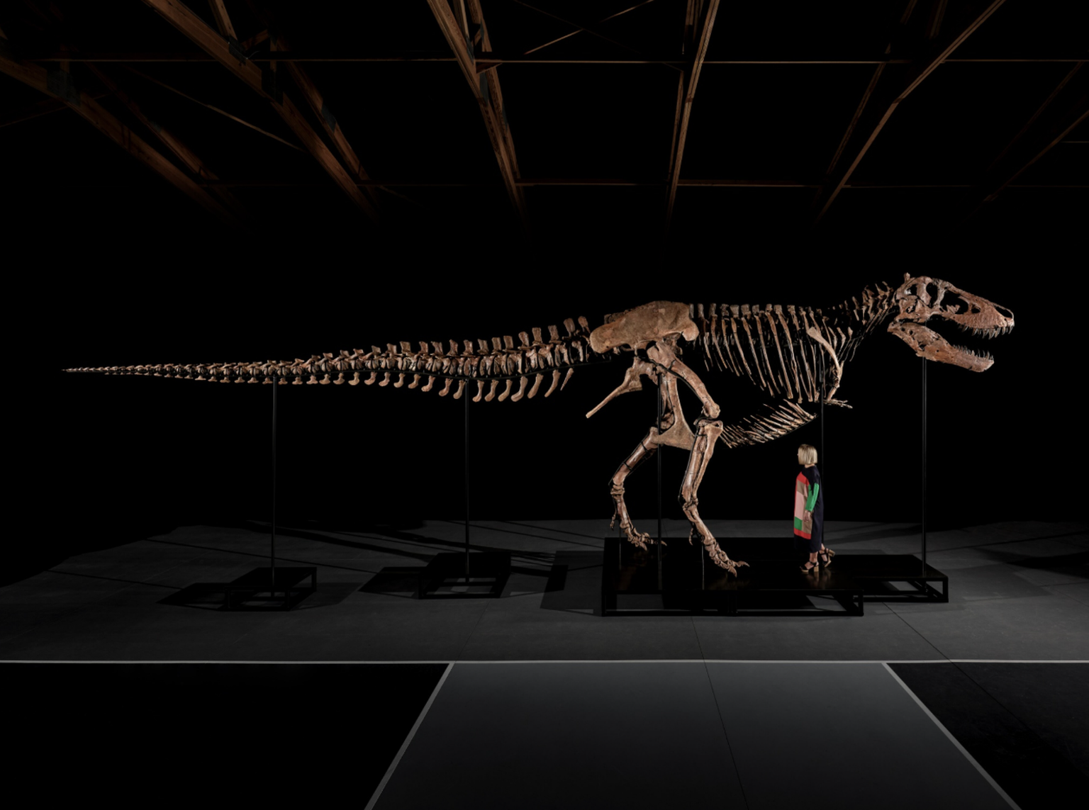 Un squelette de T-Rex surnommé «Gus» a été vendu mardi pour 50,1 millions de dollars lors d'une vente aux enchères organisée par Sotheby's à New York. Il est ainsi devenu le fossile de dinos ...