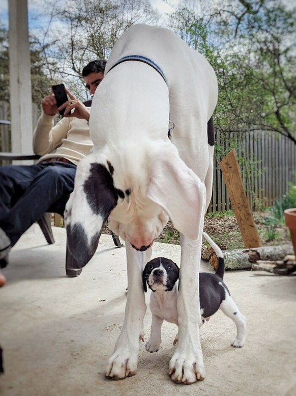 cute news animal tier hund dog

https://www.boredpanda.com/giant-dog-breeds/?utm_source=google&amp;amp;utm_medium=organic&amp;amp;utm_campaign=organic