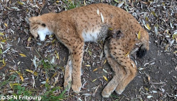 La femelle venait de mettre bas, selon le SFN de Fribourg.