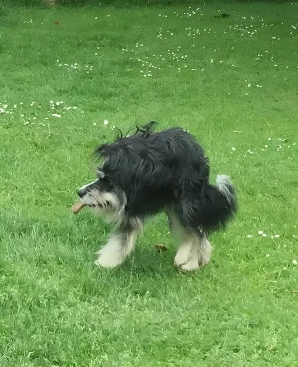 Die lustigsten Fails der Woche: Panorama-Bilder mit Hunden