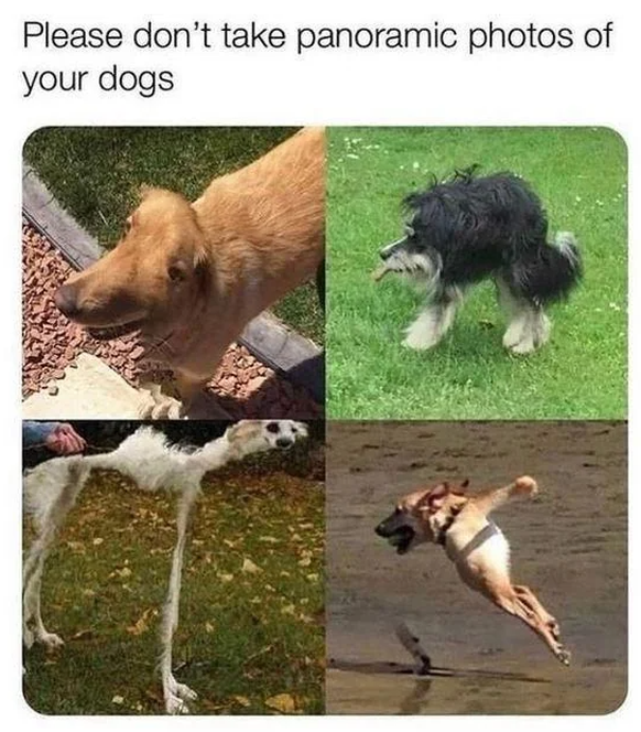 Lustige tier Memes