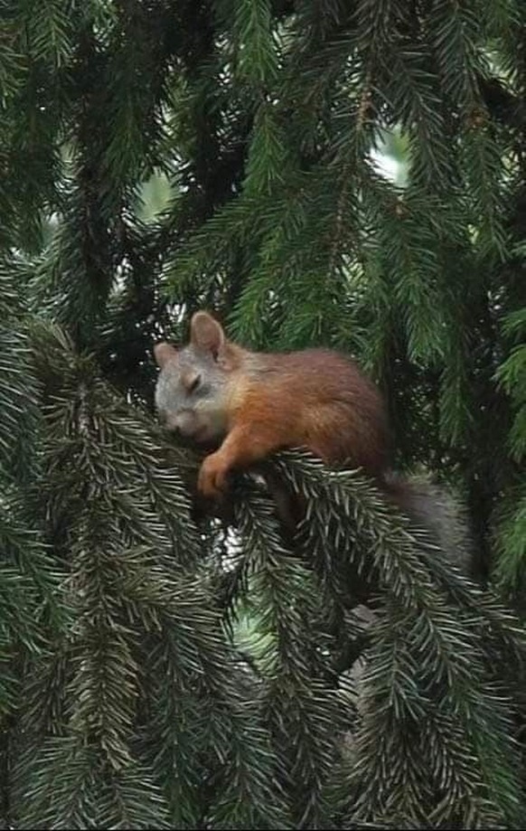 cute news tier eichhörnchen

https://ch.pinterest.com/pin/1121888957180033437/