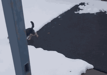 GIF animé