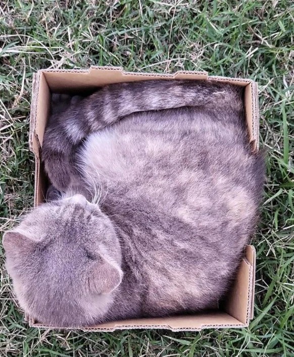 cute news tier katze sitzt in kiste

https://www.reddit.com/r/Animals/comments/12pjzhr/dusty_cat_likes_to_sit_slim_shady_prefers_to_be/