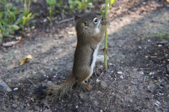 cute news animal tier eichhörnchen eiche

https://www.reddit.com/r/squirrels/comments/welxef/some_more_baby_squirrel_love_for_you_all_they_are/