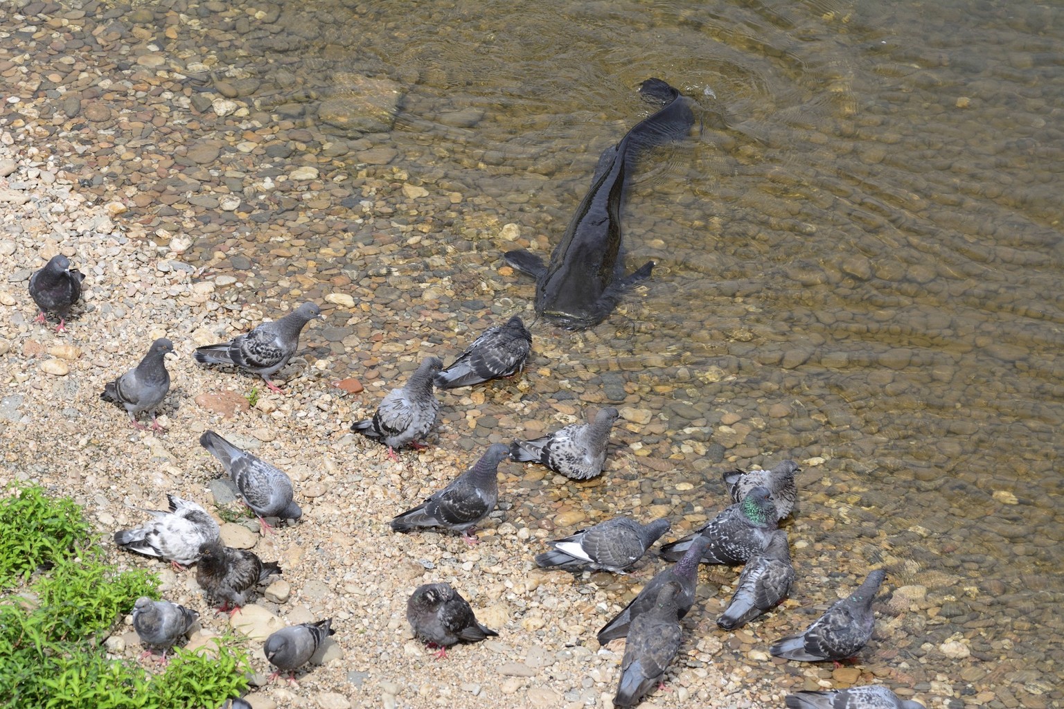 Wels catfish Silurus glanis about to attack pigeon on the shore, Tarn, River Tarn, Albi, France, July. PUBLICATIONxINxGERxSUIxAUTxONLY 1587238 RemixMasson