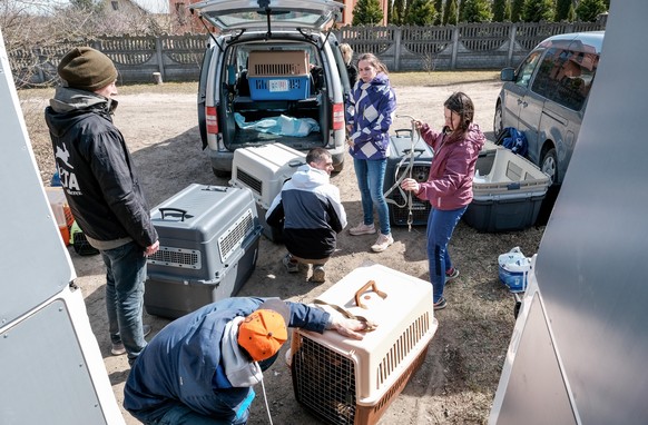 Trois véhicules sont nécessaires pour transporter les animaux. Chacun a été mis dans une cage propre pour un minimum de confort.